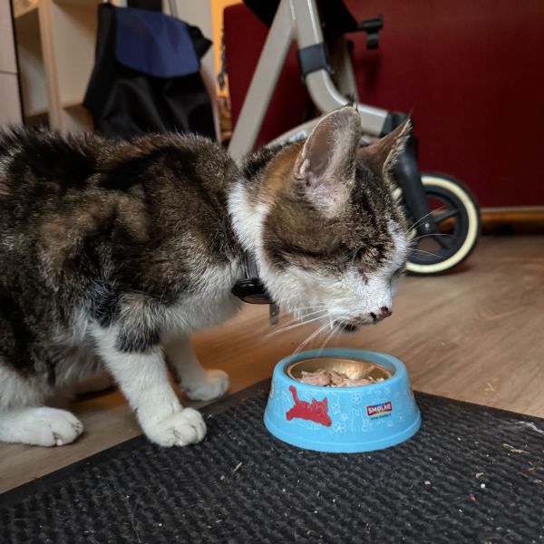 Rinus uit Doorn zoekt een Kattenoppas