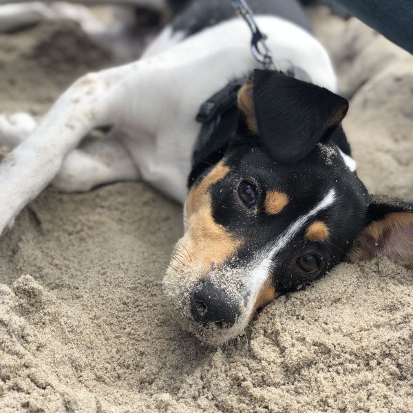 Lucky uit Heerjansdam zoekt een Hondenoppas