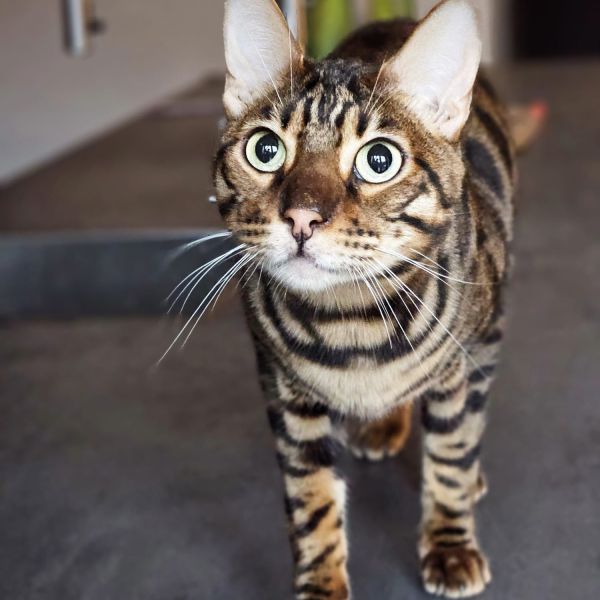 Lyo, Symba uit Harderwijk zoekt een Kattenoppas
