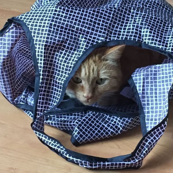 Lulu, Lulu uit Amsterdam zoekt een Kattenoppas