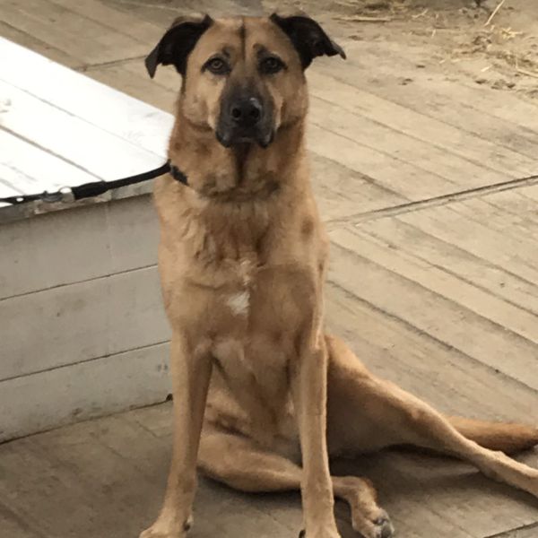 Bibi, Ben uit Heemstede zoekt een Hondenoppas