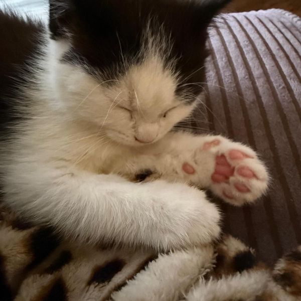 Coco uit Zevenbergen zoekt een Kattenoppas