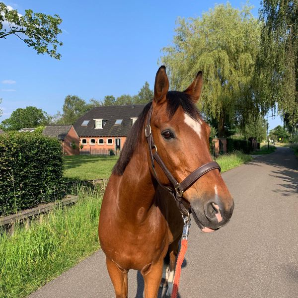 Archie uit Groenekan zoekt een Paardenverzorger