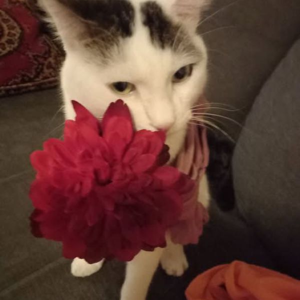 RIUSTY, rusty uit Bergen Op Zoom zoekt een Kattenoppas