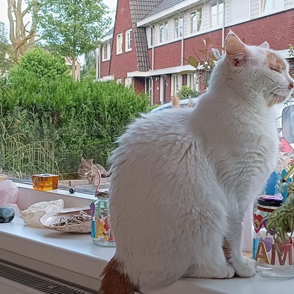 Pinkie, Wookie uit Reeuwijk-Brug zoekt een Kattenoppas