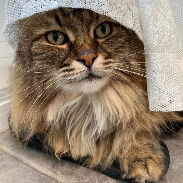 Kattenoppas Marielle uit Hilversum