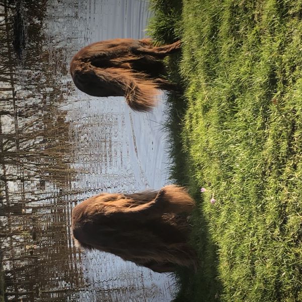 Ike, Copain uit Hengelo, Gld zoekt een Hondenoppas