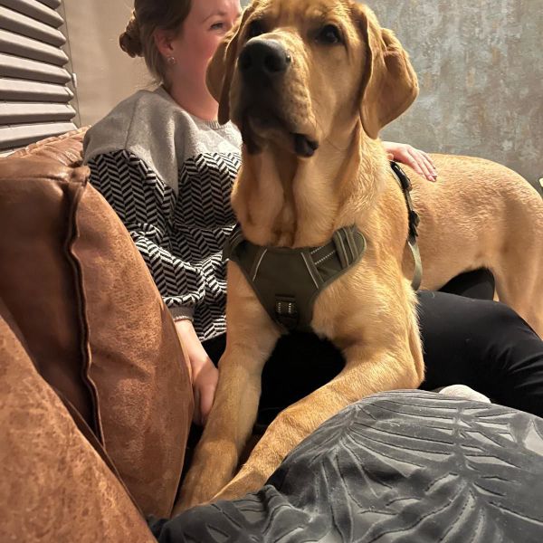 Knud uit Didam zoekt een Hondenoppas