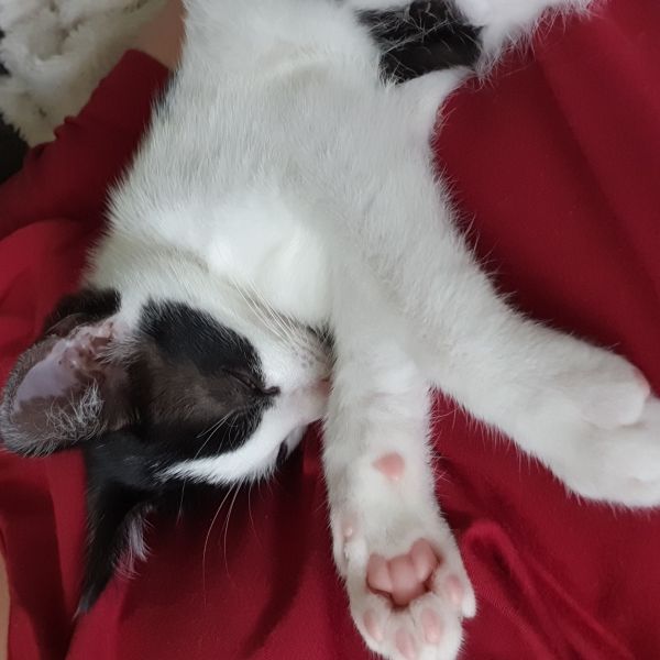 I y uit Rozenburg zoekt een Kattenoppas