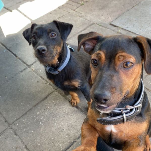 Baco, Dobby uit Deventer zoekt een Hondenoppas