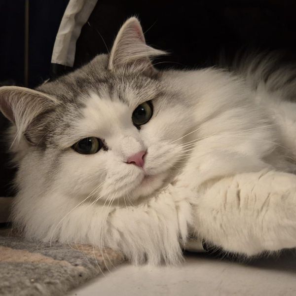 Kobus, Polletje ( Tante Pollewop) uit Amsterdam zoekt een Kattenoppas