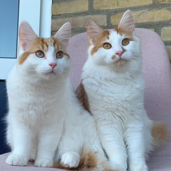 Dot en Dash uit Sittard zoekt een Kattenoppas