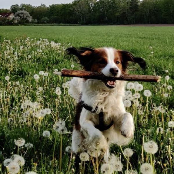 Cody uit Bergschenhoek zoekt een Hondenoppas