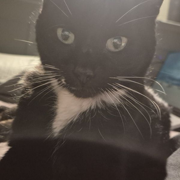Mimi, Weasley, Beetle uit Born zoekt een Kattenoppas
