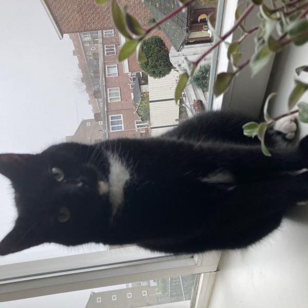 Jack uit Amsterdam zoekt een Kattenoppas