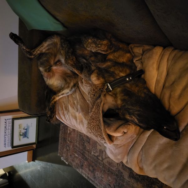 Besselink, Bowi uit Zelhem zoekt een Hondenoppas