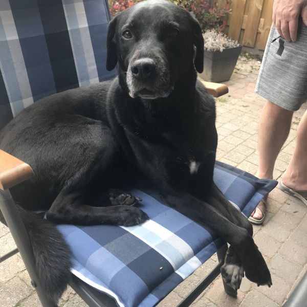 Huisdierenoppas Cynthia uit Helmond