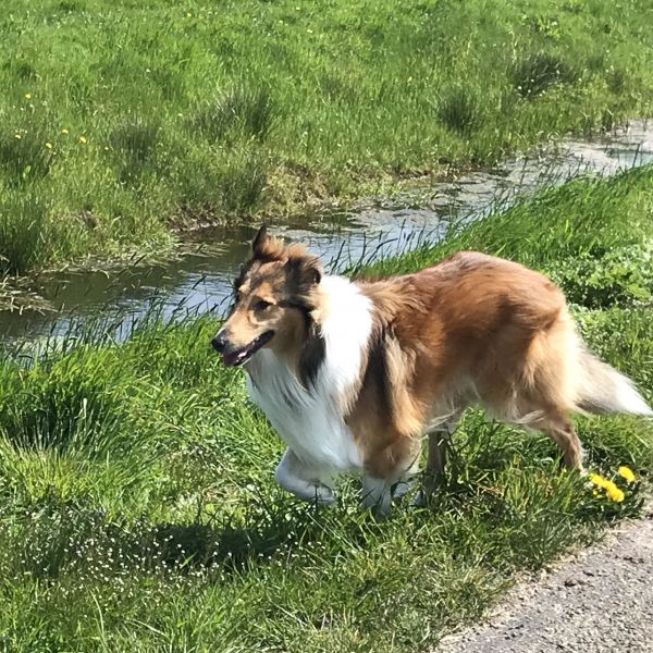 Rusty uit Koekange zoekt een Hondenoppas