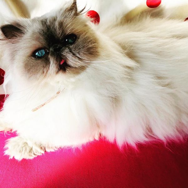 Romy uit Amsterdam zoekt een Kattenoppas