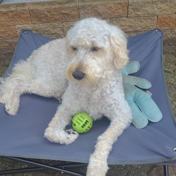 Simba uit Heelsum zoekt een Hondenoppas