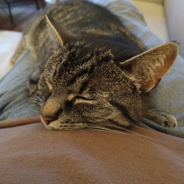 Nono uit Vorden zoekt een Kattenoppas