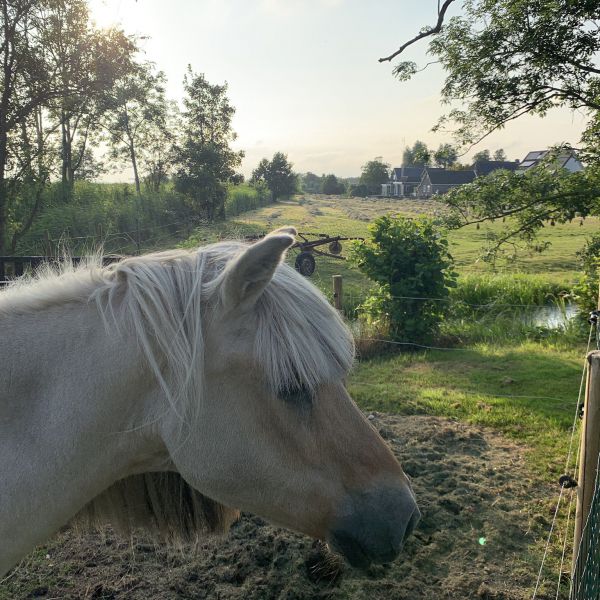 . uit Aldtsjerk zoekt een Boerderijoppas