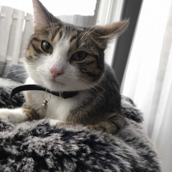 Kittie uit Zoetermeer zoekt een Kattenoppas