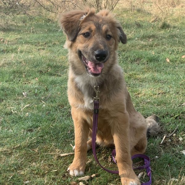 Coco uit Renkum zoekt een Hondenoppas