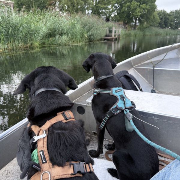 Nala, Juno uit Enschede zoekt een Hondenoppas