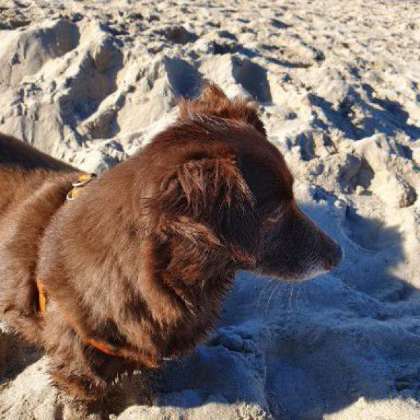 Karel, Lola, dushi uit Leidschendam zoekt een Hondenoppas