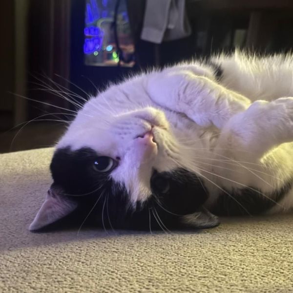 Poes, Kees uit Nijmegen zoekt een Kattenoppas
