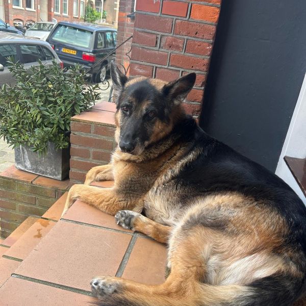 Huisdierenoppas Joia uit Den Haag