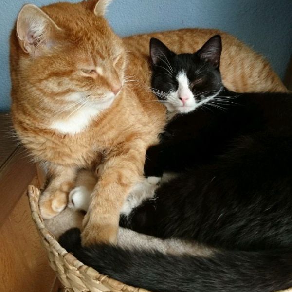 Nina, Willem uit Rietmolen zoekt een Kattenoppas