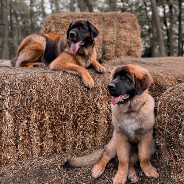 Nala, Nala uit 'S-Heerenberg zoekt een Hondenoppas