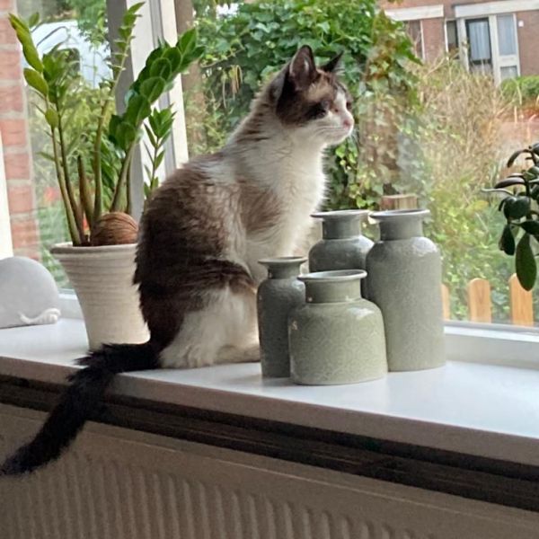 Lucky uit Drachten zoekt een Kattenoppas