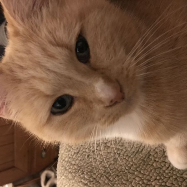 Bep uit Amstelveen zoekt een Kattenoppas