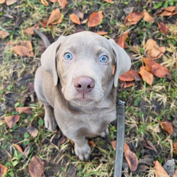 Naya uit Winssen zoekt een Hondenoppas