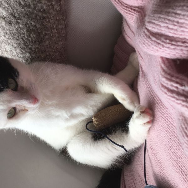 Huisdierenoppas Josje uit Den Ham