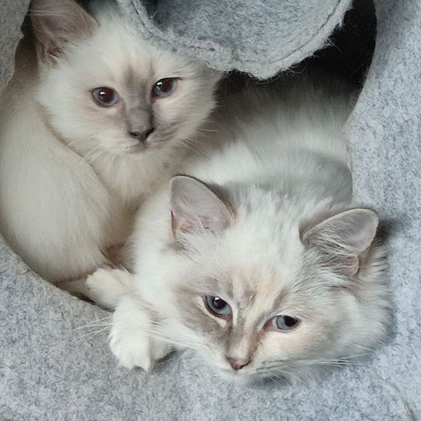 ragdolls uit Nuenen zoekt een Kattenoppas