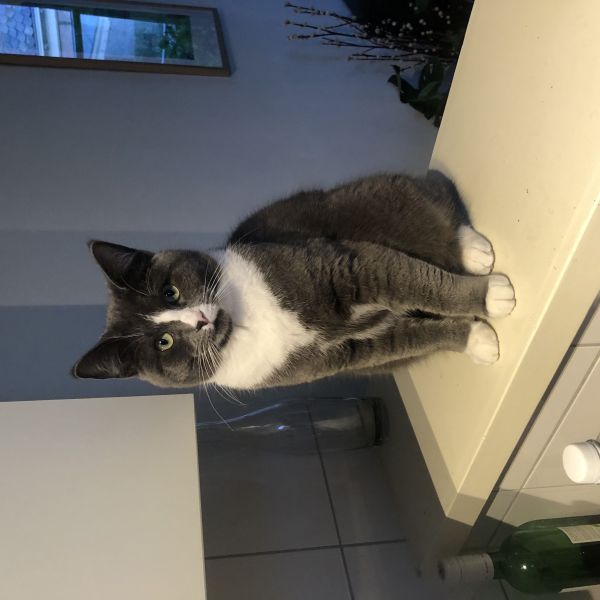 Kerel, Kerel uit Zutphen zoekt een Kattenoppas