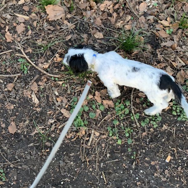 Jimmy uit Zevenaar zoekt een Hondenoppas