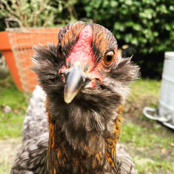 Kip uit Hattem zoekt een Vogeloppas