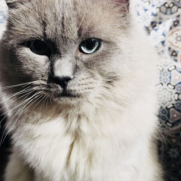 Sushi uit Vlissingen zoekt een Kattenoppas