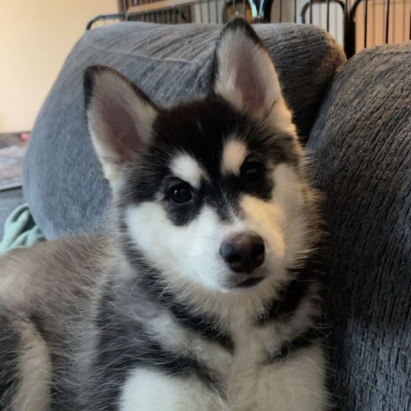 Hondenoppas Mae uit Geffen