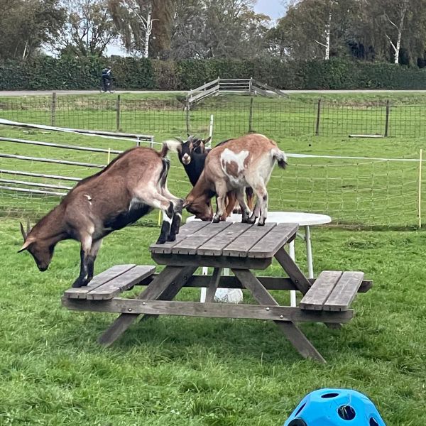 Paard, Geit uit Woerden zoekt een huisdierenoppas