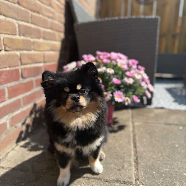 Koda uit Hellevoetsluis zoekt een Hondenoppas