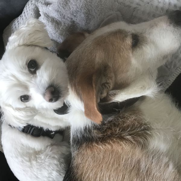 Eddie, Esther uit Etten-Leur zoekt een Hondenoppas