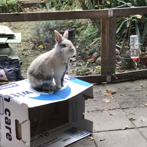 Marley, Wando uit Apeldoorn zoekt een Knaagdierenoppas