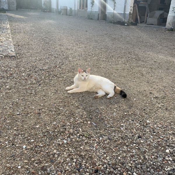 Witje, Archie, Tijger uit Sint Odiliënberg zoekt een Kattenoppas