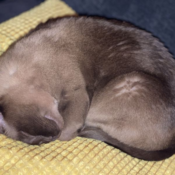 Bailey, Sokje, Feerbeer (de donkere) uit Berkel En Rodenrijs zoekt een Kattenoppas